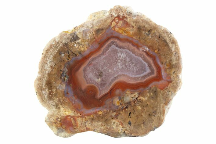 Polished Red Hot (Berrendo) Thunderegg Half - Mexico #373212